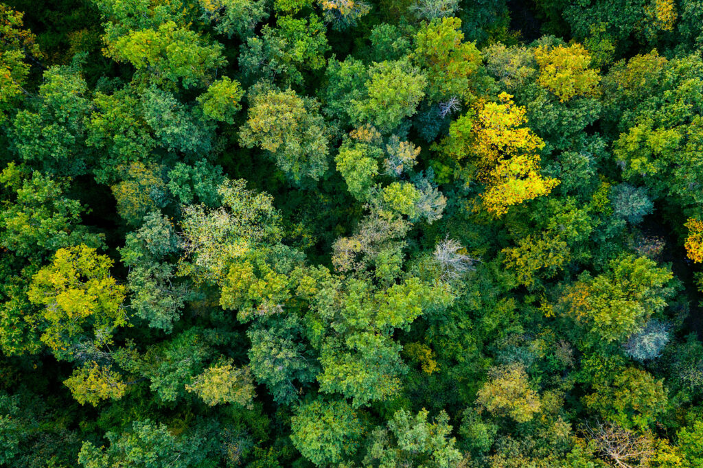 Overhead image of tree tops